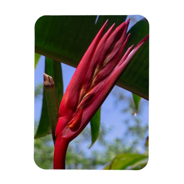 Flexible Heliconia Lobster Claw Magnet (Vertical)