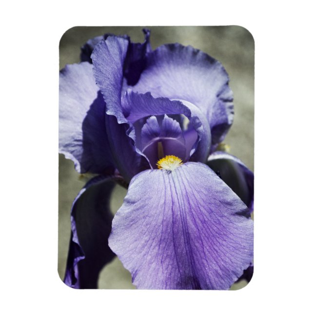 Flexible Il y a Beauty Premium Magnet (Vertical)