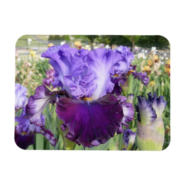 Flexible IRIS FLOWER MAGNET Horizontal (Horizontal)