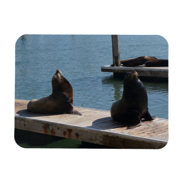 Flexible Jetée de San Francisco 39 Lions de Mer #3 Magnet (Horizontal)