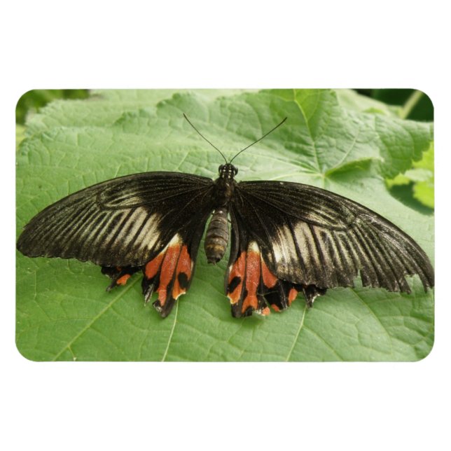 Flexible Joli Papillon noir rouge et or Flexi Magnet (Horizontal)