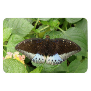 Flexible Joli papillon Tropical Flexi Magnet