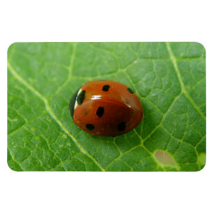 Flexible Ladybug Premium Magnet