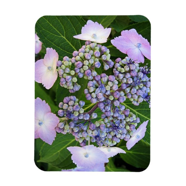 Flexible Lavande Casquette en dentelle Hydrangea Magnet en  (Vertical)