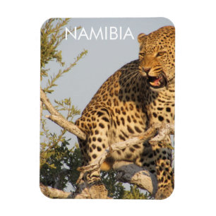 Flexible Leopard, Namibie Magnet