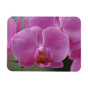 Flexible Les gouttes De Pluie Sur Le Magnet D'Orchidées