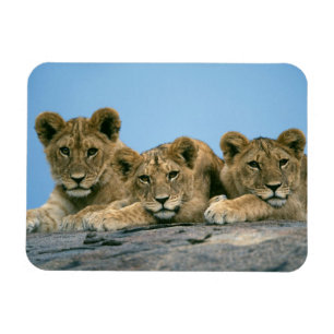 Flexible Lion Cubs Magnet