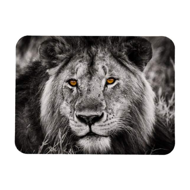 Flexible Lion of Judah - Rastafara - Reggae Rasta Magnet (Horizontal)