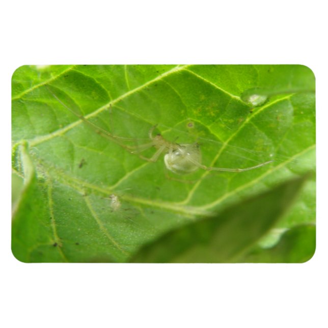 Flexible Little Spider Premium Magnet (Horizontal)