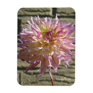 Flexible Magnet avec dahlia blanche avec pointes roses poin