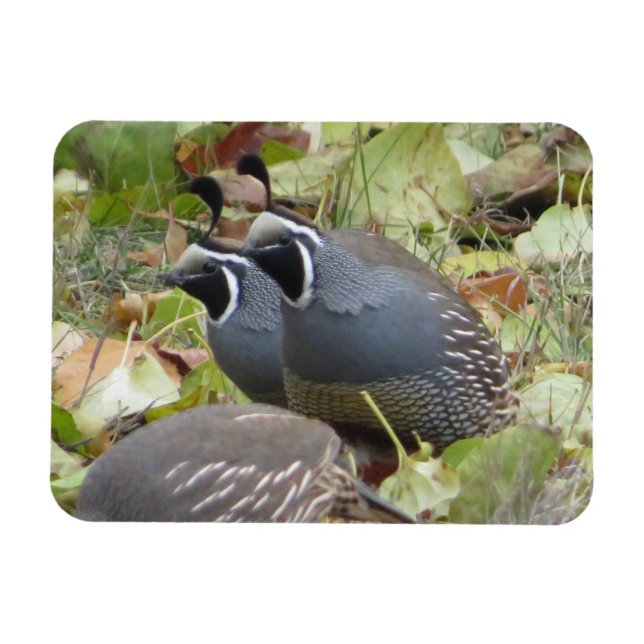 Flexible Magnet California Quail Twins (Horizontal)