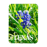 Magnet de bleuets texans