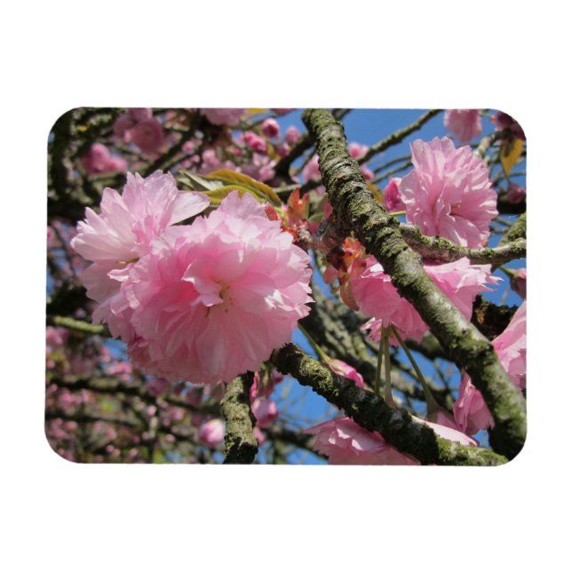 Flexible Magnet de fleurs de cerisiers (Horizontal)