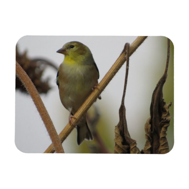 Flexible Magnet de profil Goldfinch (Horizontal)