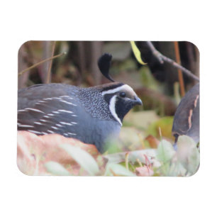 Flexible Magnet de profil Quail en Californie