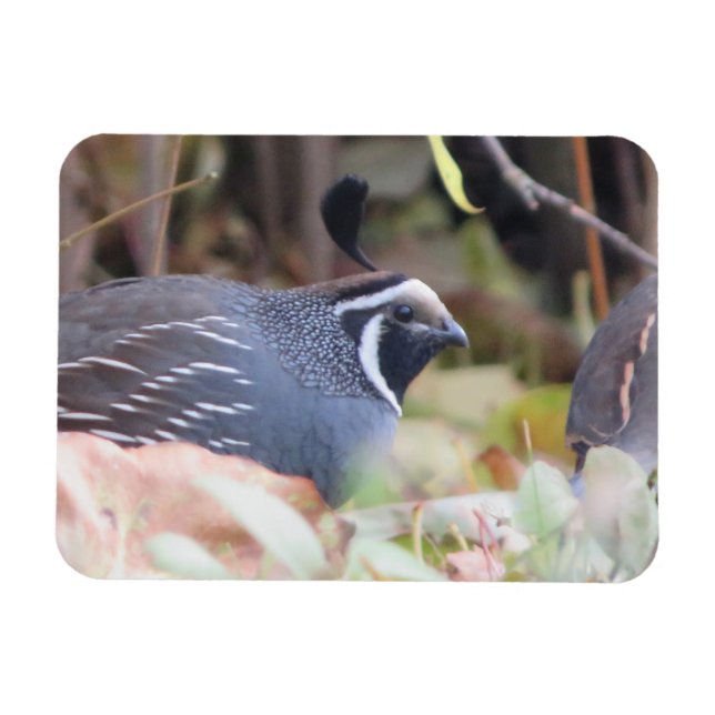 Flexible Magnet de profil Quail en Californie (Horizontal)