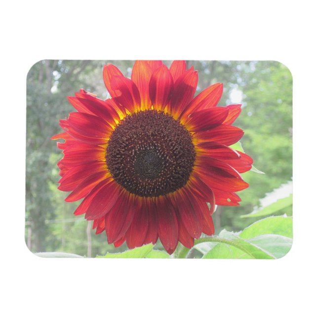 Flexible Magnet de tournesol (Horizontal)