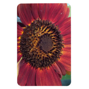 Flexible Magnet de tournesol rouge