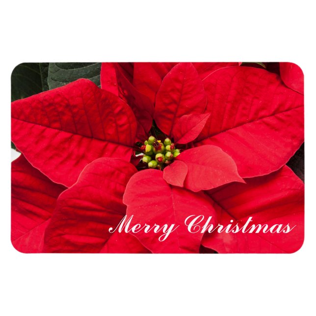 Flexible Magnet de vacances Poinsettia (Horizontal)