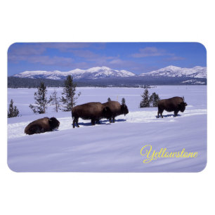Flexible Magnet de Yellowstone