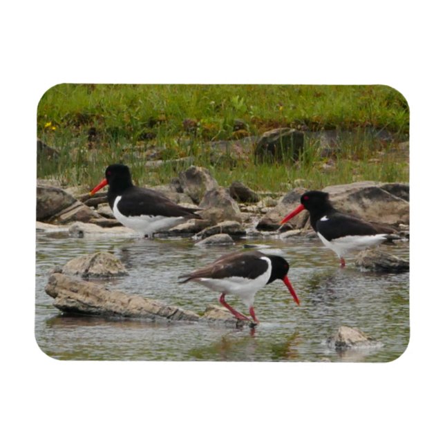 Flexible Magnet d'oystercatchers (Horizontal)