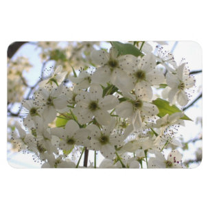 Flexible Magnet - Flexi - Fleur Bradford Pear