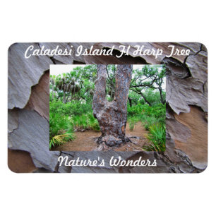 Flexible Magnet Flexi Premium Fl Harpe Island de Caladesi