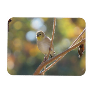Flexible Magnet Goldfinch féminin