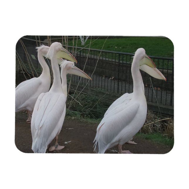 Flexible Magnet Heron Family 3"x4" (Horizontal)