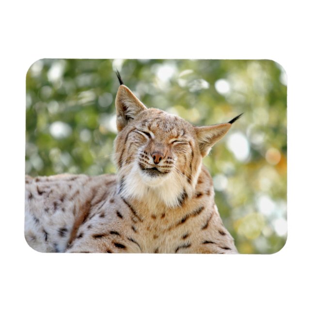 Flexible Magnet Photo cat, lynx, animaux 0133. (Horizontal)