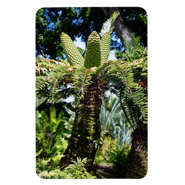 Flexible Magnet photo de l'arbre tropical (Vertical)
