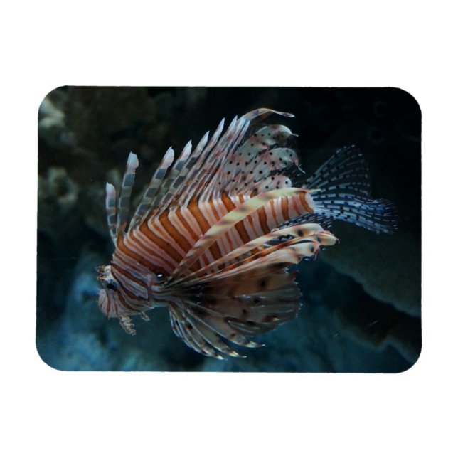 Flexible Magnet photo de poisson rouge (Horizontal)