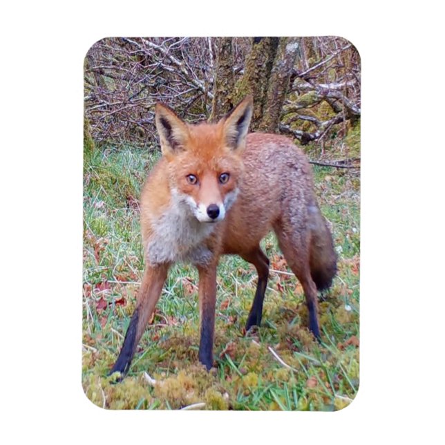 Flexible Magnet photo vertical Red Fox mignon (Vertical)
