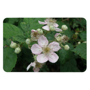 Flexible Magnet Premium Blackberry Flowers