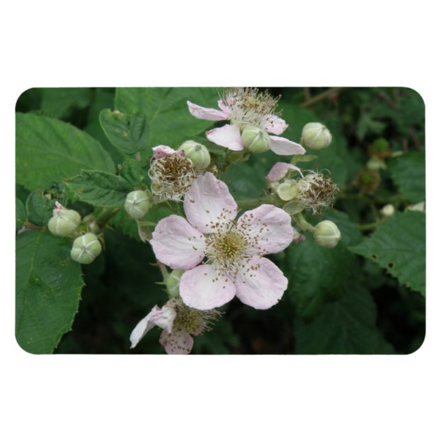 Flexible Magnet Premium Blackberry Flowers (Horizontal)