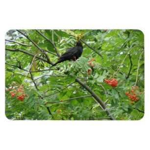 Flexible Magnet Premium Blackbird et Berries