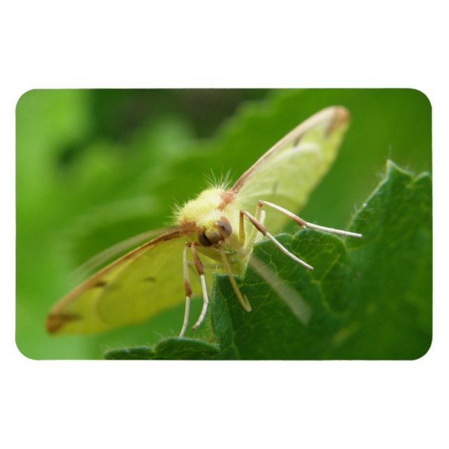 Flexible Magnet Premium Brimstone Moth (Horizontal)