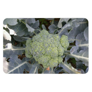 Flexible Magnet Premium Broccoli