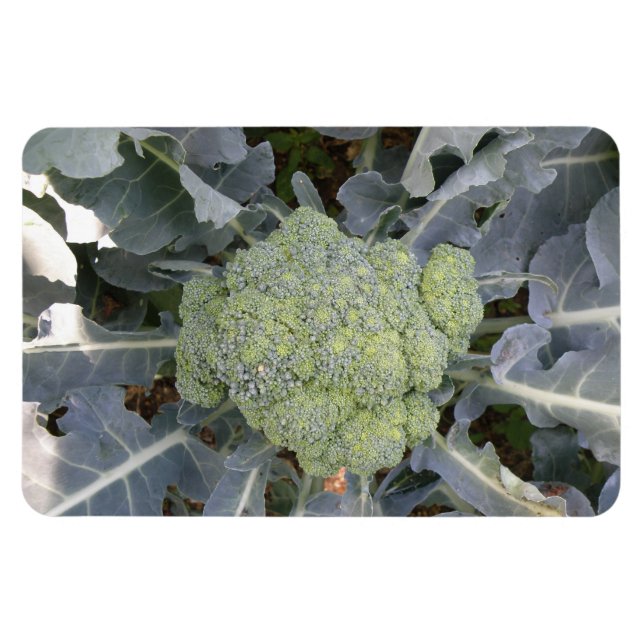 Flexible Magnet Premium Broccoli (Horizontal)