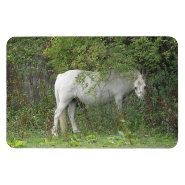Flexible Magnet Premium Cheval Blanc timide (Horizontal)