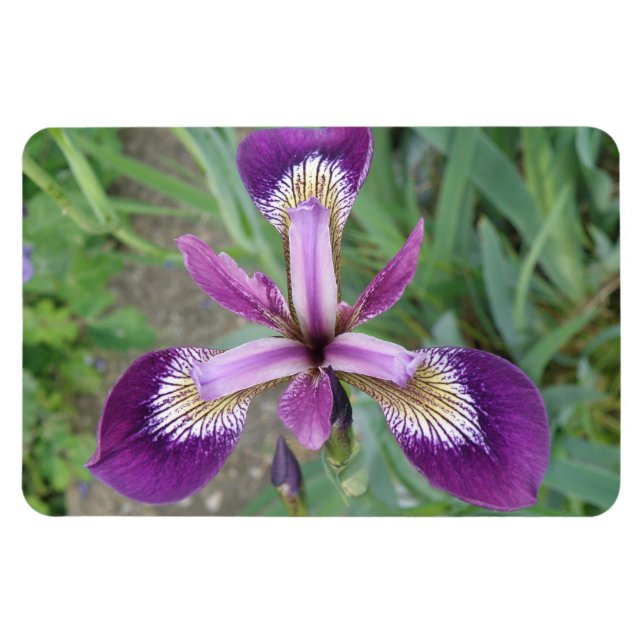 Flexible Magnet Premium Iris violet (Horizontal)
