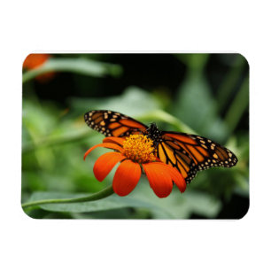 Flexible Magnet Premium Monarch Butterfly