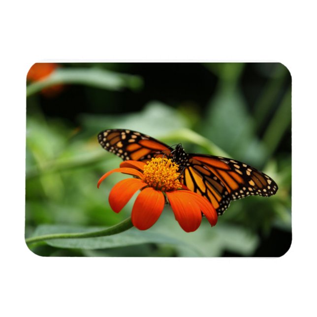 Flexible Magnet Premium Monarch Butterfly (Horizontal)