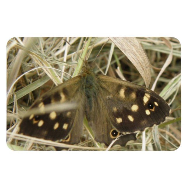 Flexible Magnet Premium Papillon en bois moucheté (Horizontal)