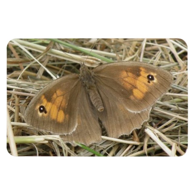 Flexible Magnet Premium pour Papillon blanc Brown pour femm (Horizontal)