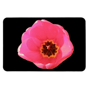 Flexible Magnet Premium Tulip rose