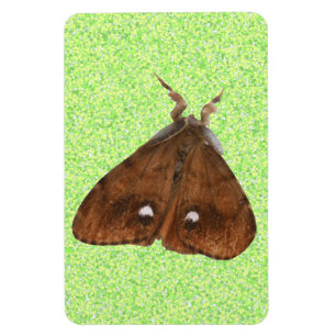 Flexible Magnet Premium Vapourer Moth