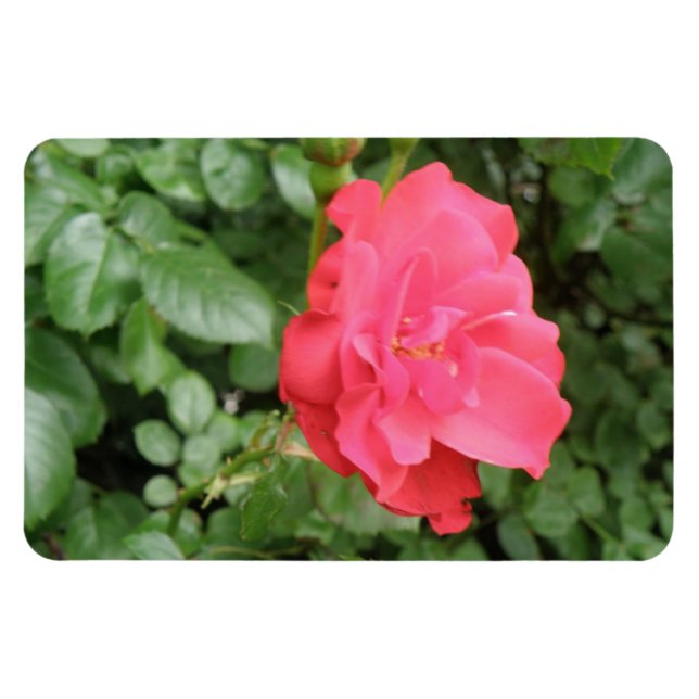 Flexible Magnet Wild Rose Premium (Horizontal)
