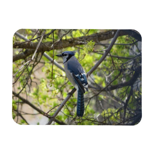 Flexible Magnifique Geai Bleu Magnet (Horizontal)