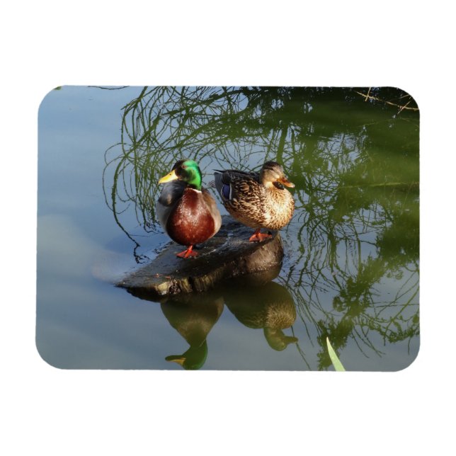 Flexible Mallard Ducks #2 Photo Magnet (Horizontal)